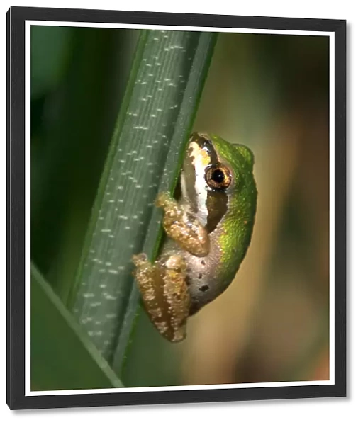 USA; California; San Diego; A Baby Green Tree Frog in Mission Trails Regional Park