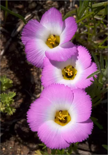USA, California, San Diego. APhlox wildflowers in Rattlesnake Canyon
