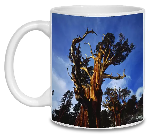 USA; California; Sierra Nevada Mountains. AOld Growth Juniper trees in the High Sierra
