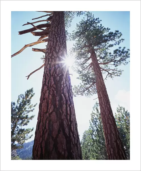 CTF-318. USA, California. Old-growth Ponderosa Pine trees in the High Sierra