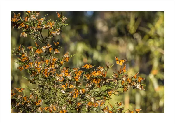 USA, California, Pismo Beach. Monarch butterflies clustering in winter sunshine. Credit as