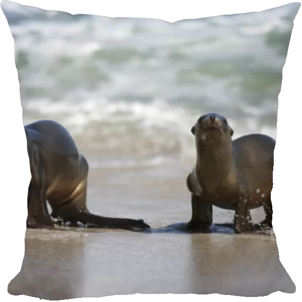 USA, California, La Jolla. Young sea lions on sand