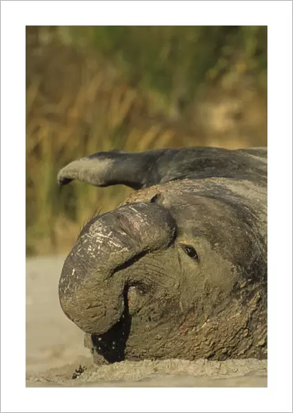 USA, California, Northern Elephant Seal, Ano Nuevo State Park
