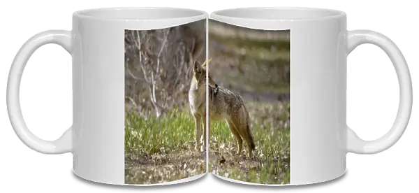 USA, California, Death Valley, Lone coyote (Canis latrans) standing in the grass
