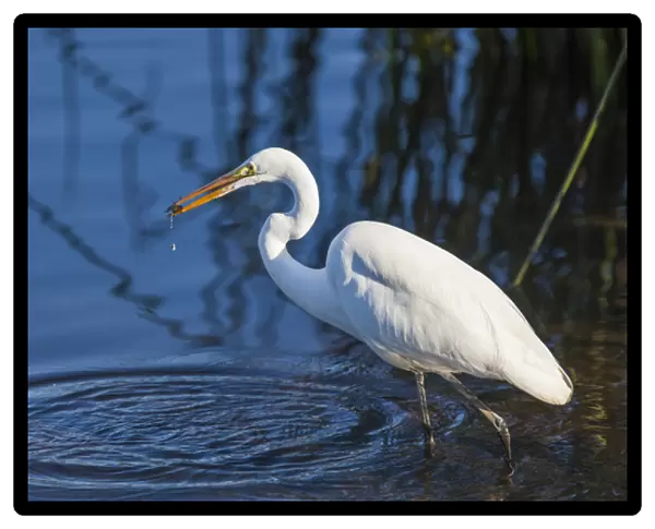 Lake Murray, San Diego, California. Wading Great Egret with Crayfish Catch