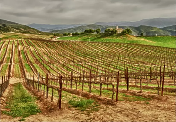 USA, California, Temecula. Spring at Leoness Cellars in the Temecula wine country