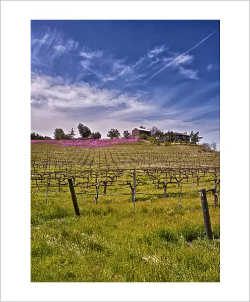 USA, Califronia, Temcula. Lumiere Winery in spring in Temecula