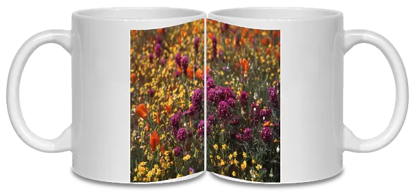 USA, California, View of Owls Clover, poppies and coreopsis in field near Gorst