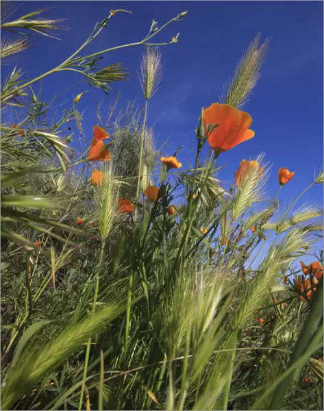 Weeds and poppies from worms-view. Santa Cruz coast, California, US