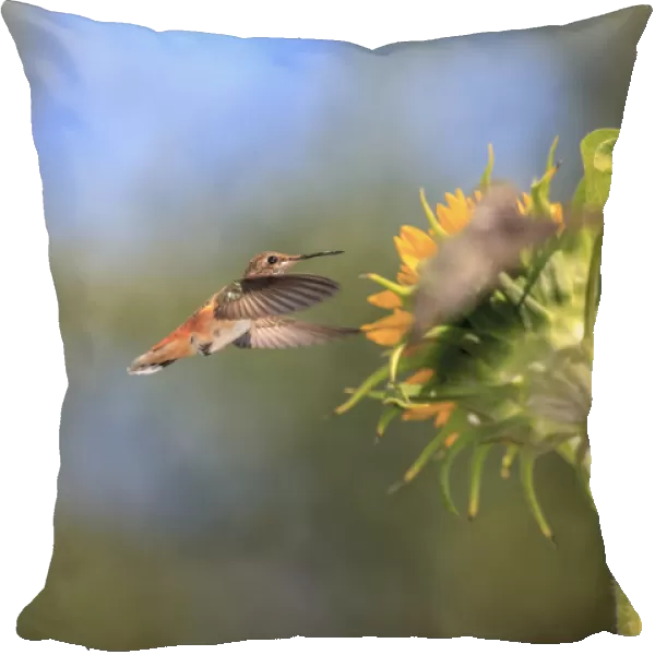 Annas Hummingbird. Santa Cruz. California