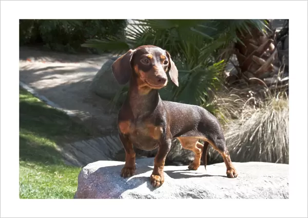 A Dachshund  /  Doxen puppy standing on a boulder at a park