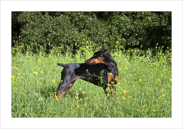 A Doberman Pinscher looking over her shoulder in a field of yellow flowers