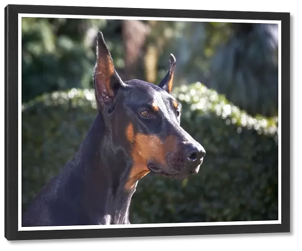 Portrait of a Doberman Pinscher with a green background and early morning light