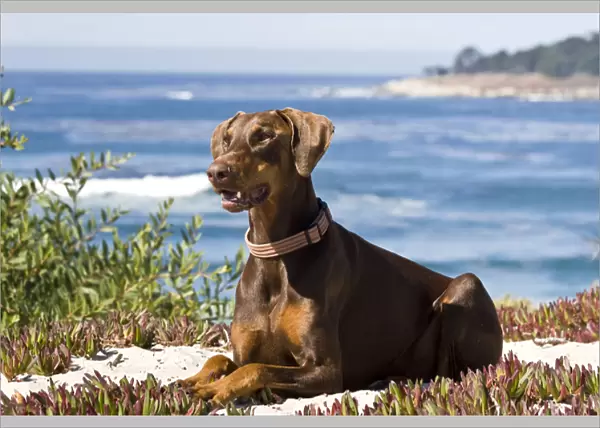 A Doberman Pinscher lying on the white sands with the blue of the Pacific Ocean in