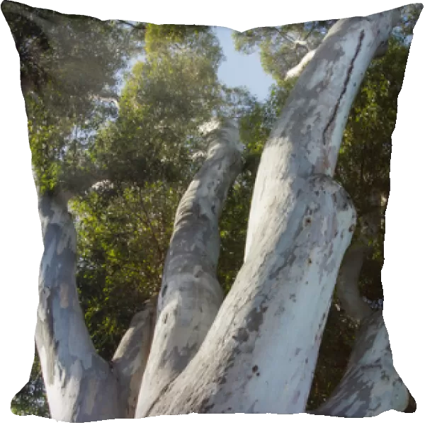 Eucalyptus Tree, California