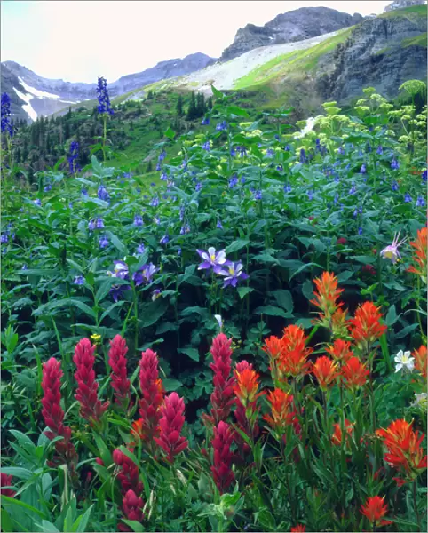 USA, Colorado, Wildflowers in Yankee Boy Basin in the Rocky Mountains