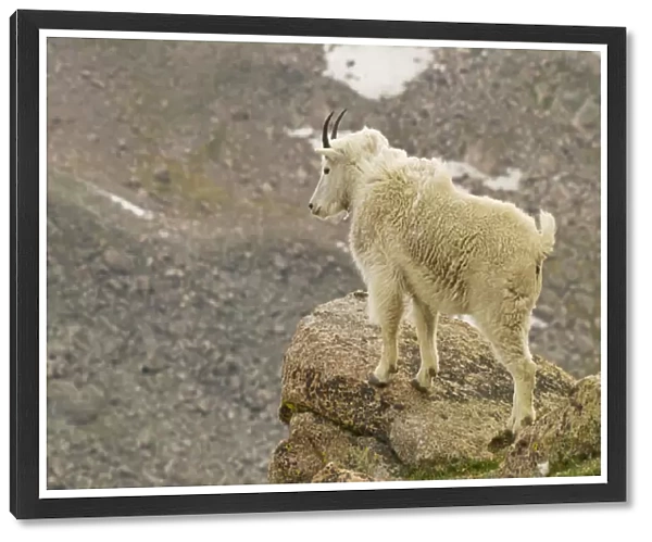 USA, Colorado, Mount Evans. Mountain goat yearling and scenery