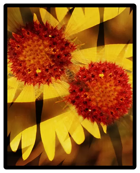 USA, Colorado, Boulder. Gaillardia flower montage
