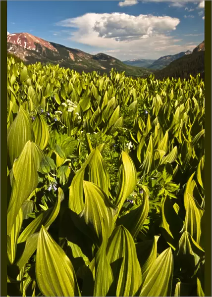 USA, Colorado, Crested Butte. Corn lily field and wildflowers in summer. Credit as
