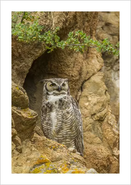 USA, Colorado, Larimer County. Great horned owl on rocky ledge