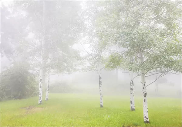 USA, Colorado, Pike National Forest. Fog envelopes aspen grove