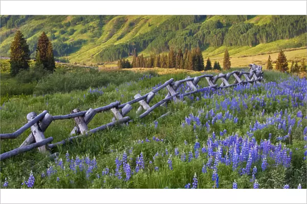 USA, Colorado, Crested Butte. Split rail fence in a mountain valley