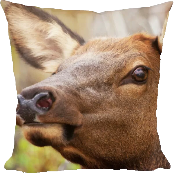 Cow elk head shot