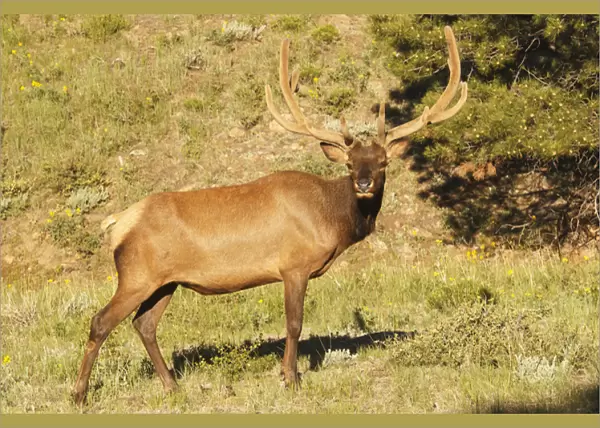 one elk in velvet standing in meadow