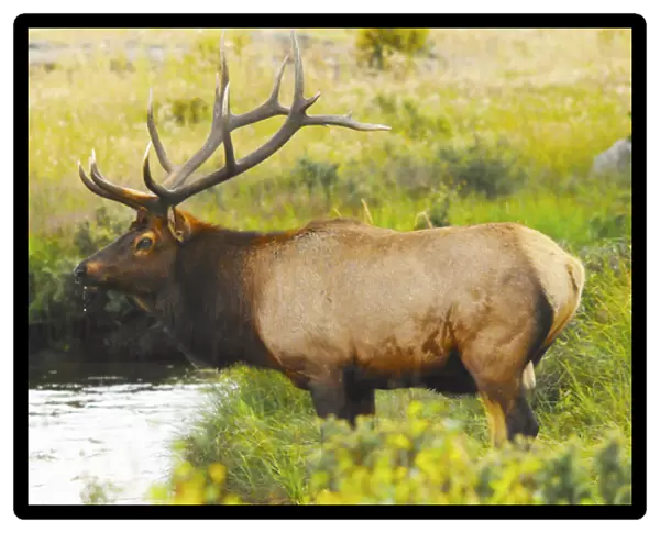 Male Elk at Creek: Moraine Park, Rocky Mountain National Park, Colorado, USA