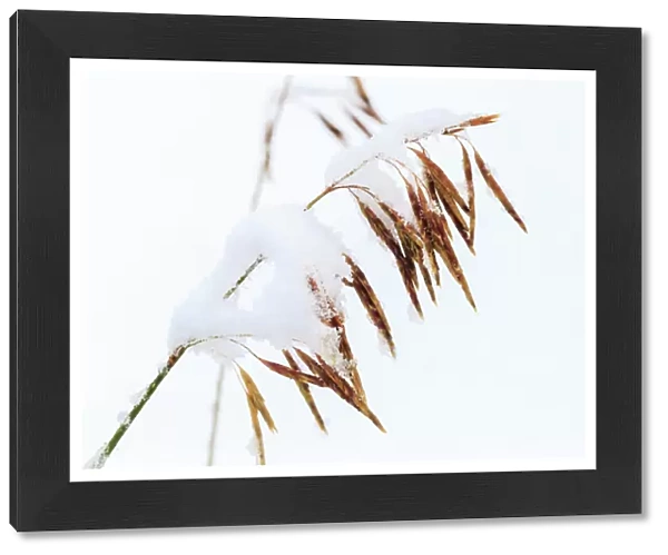 Grasses, First snow to October, Continental Divide, Rabbit Ears pass, Colorado, USA