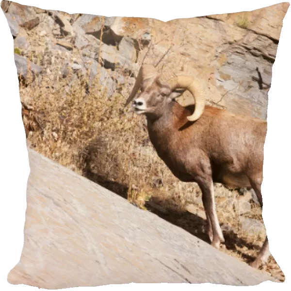 Rocky mountain Bighorn sheep, one ram, horn
