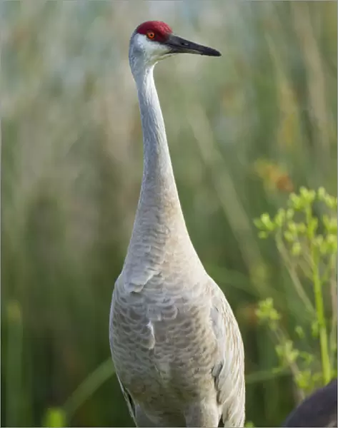 Sandhill crane, Grus canadensis, Viera wetlands, Florida