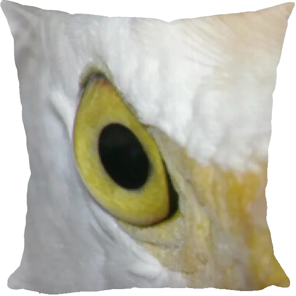 USA, Florida, Kissimee. Close-up of cattle egrets staring eyes at Gatorland