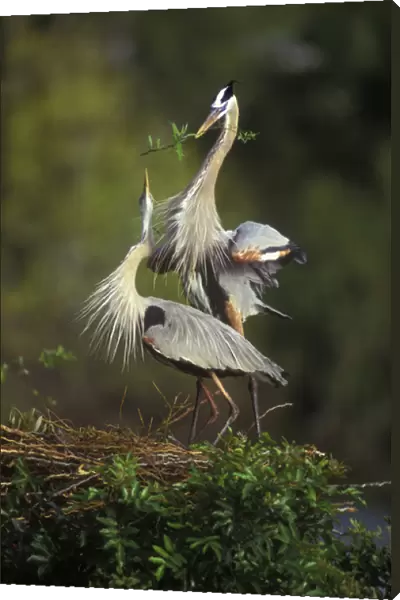 USA, Florida, South Venice. Great blue herons in a courtship display at the Venice Rookery