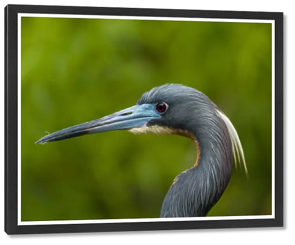 USA, Florida, Gatorland. Profile close-up of tri-colored herons head. Credit as