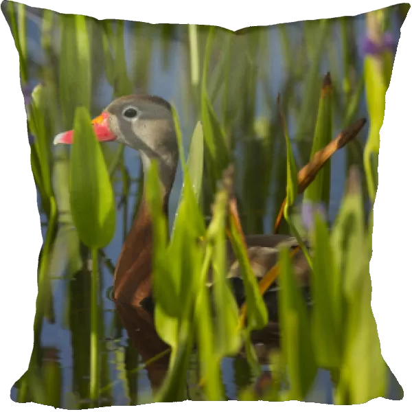 Black-bellied Whistling Duck in pickerel weed, Dendrocygna autumnalis, Viera wetlands