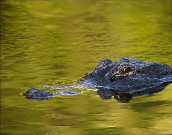 USA, Florida, St. Augustine. American alligator at an alligator Farm