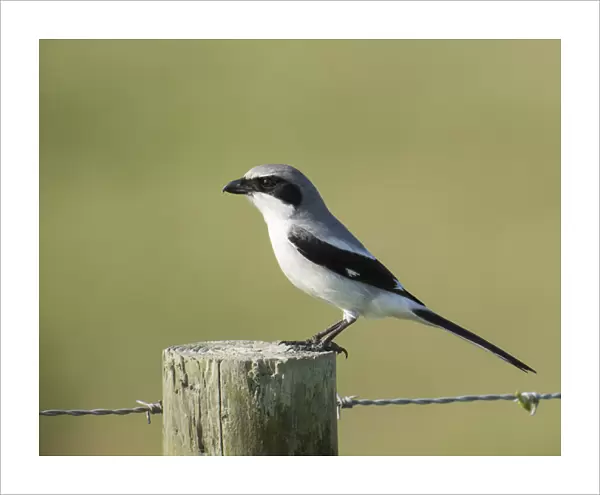Loggerhead Shrike adult with food for young, Lanius ludovicianus, Celery fields
