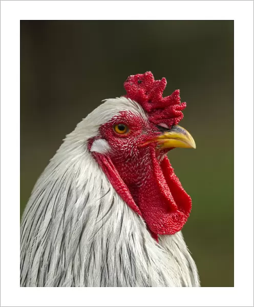 White brahma rooster, Gallus gallus domesticus, Florida