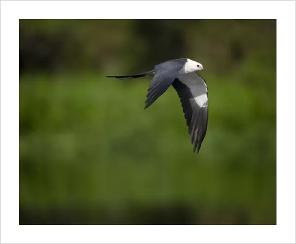 Swallow-tailed kite in flight, Elanoides forficatus, Lake Woodruff NWR, Florida, USA