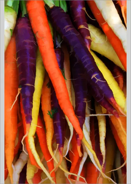 North America, USA, Georgia; Savannah; Multi colored carrots at a Farmers in