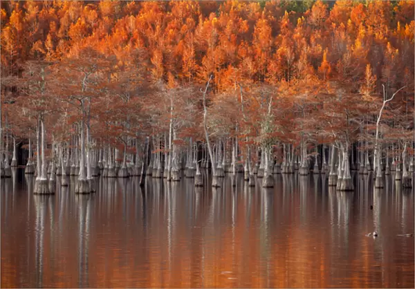 USA; North America; Georgia; Twin City; Cypress trees in the fall at sunset