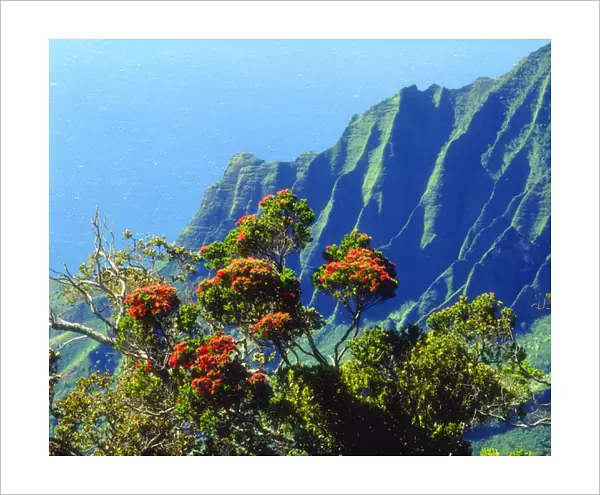 USA; Kauai; Hawaii. ; A flowering tree above the Na Pali Coast