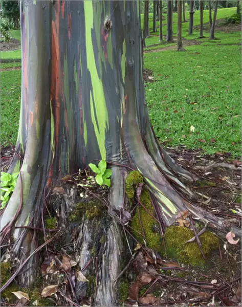 USA, Hawaii, Kauai. Close-up of colorful eucalyptus tree bark