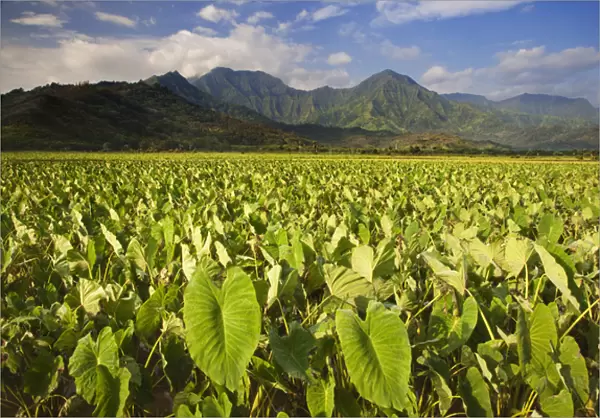 USA, Hawaii, Kauai. Taro fields in Hanalei Valley