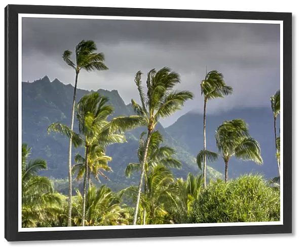 Hanalei Bay, Hawaii, Kauai, Palm Trees