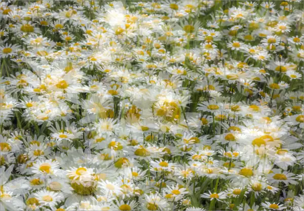 Multiple exposure of group of daisy flowers, Kentucky