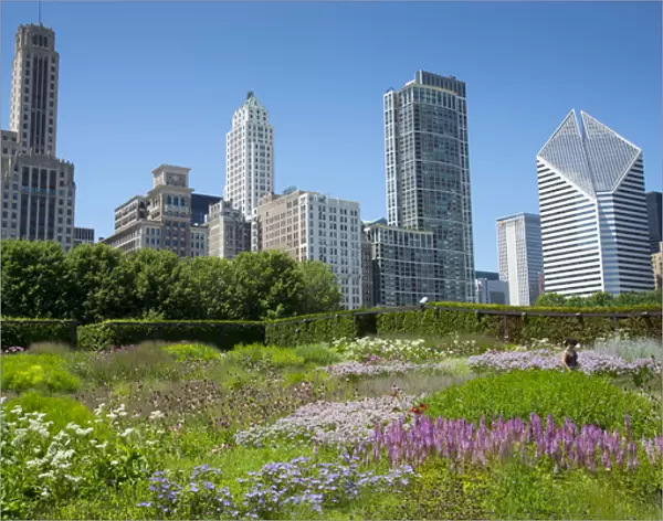 Lurie Garden in Millennium Park, Chicago, with Michigan Avenue skyline