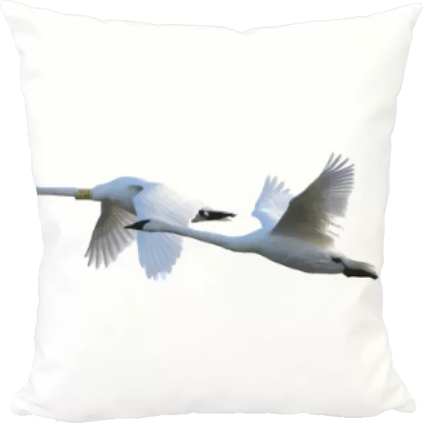 Trumpeter Swans in flight (Cygnus buccinator) on white background, Marion Co. IL
