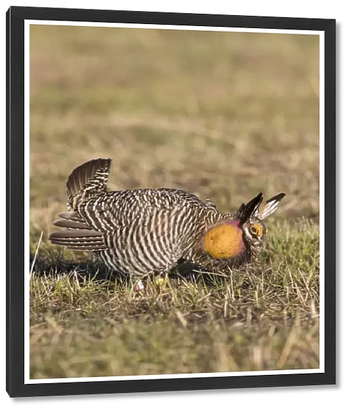 00842-04820 Greater Prairie-Chicken (Tympanuchus cupido) male displaying  /  booming